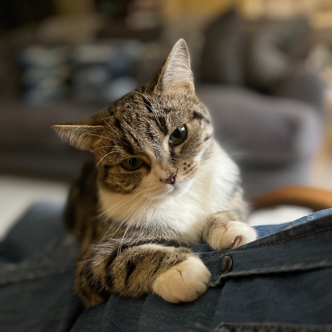 tuva tabby cat of artist designer teddy McDonald cotswolds England